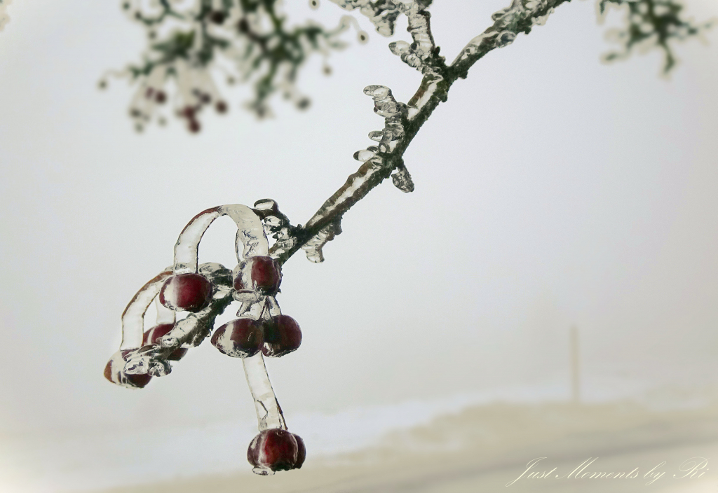 Beerenzweig mit Eiskristallen