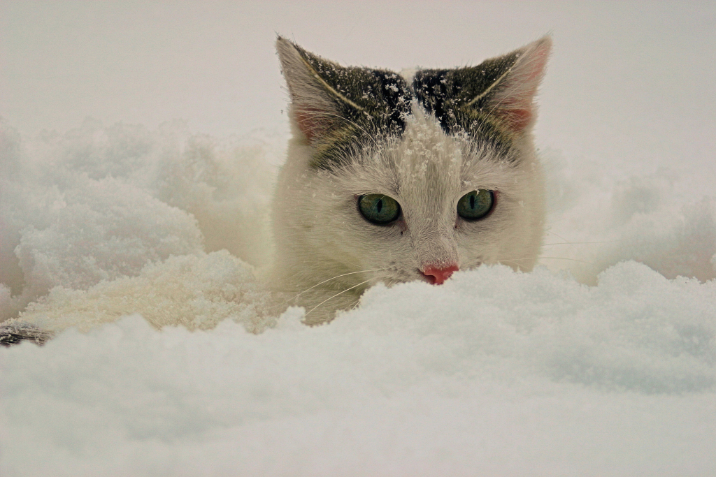 Winterfoto Katze im Schnee