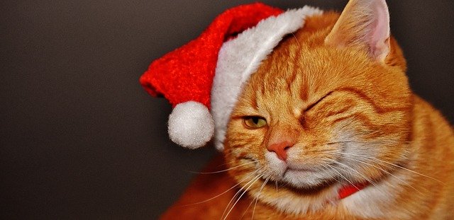 Weihnachtsbild Katze mit Nikolausmütze