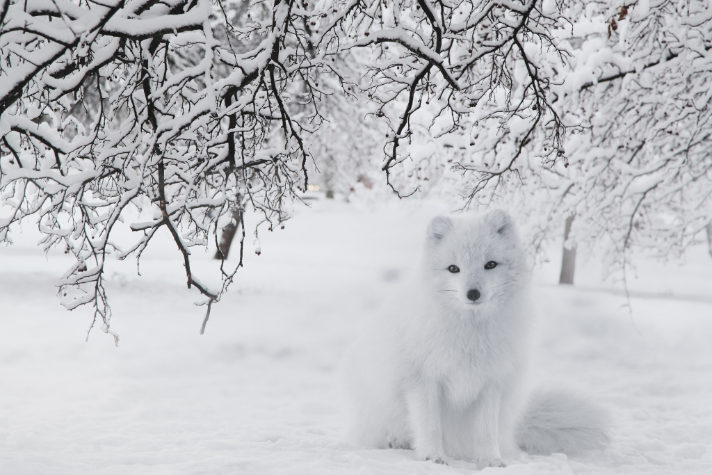 Winterbild mit weißem Fuchs
