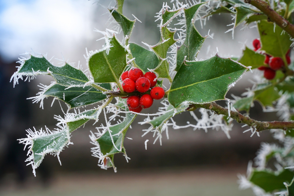 Winterbild Eberesche im Frostkleid