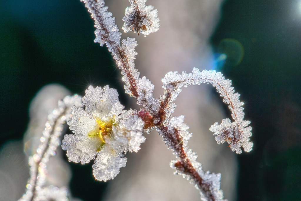 Vereister Zweig mit Eisbluete