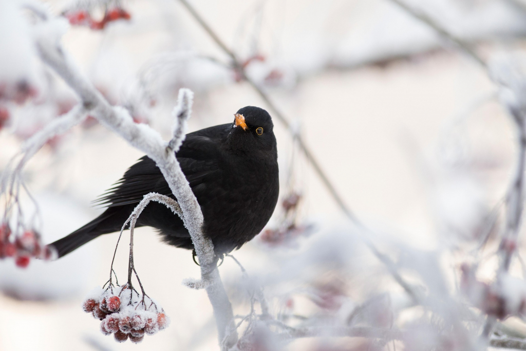 Winter Amsel auf frostigem Zweig