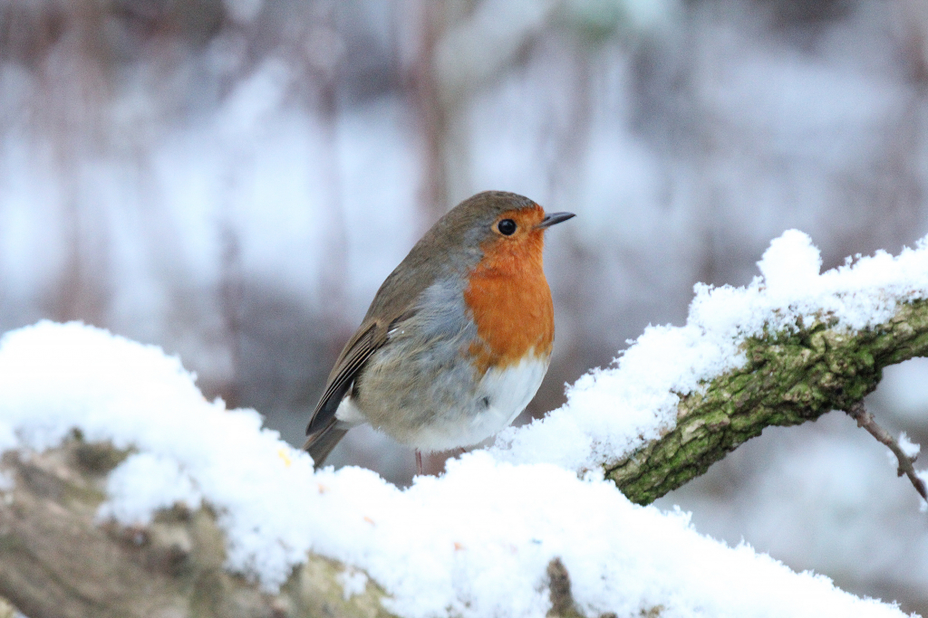 Winterfoto Rotkehlchen auf verschneitem Ast