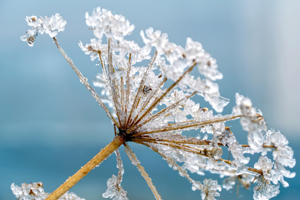 Grashalm mit Eiskristallen