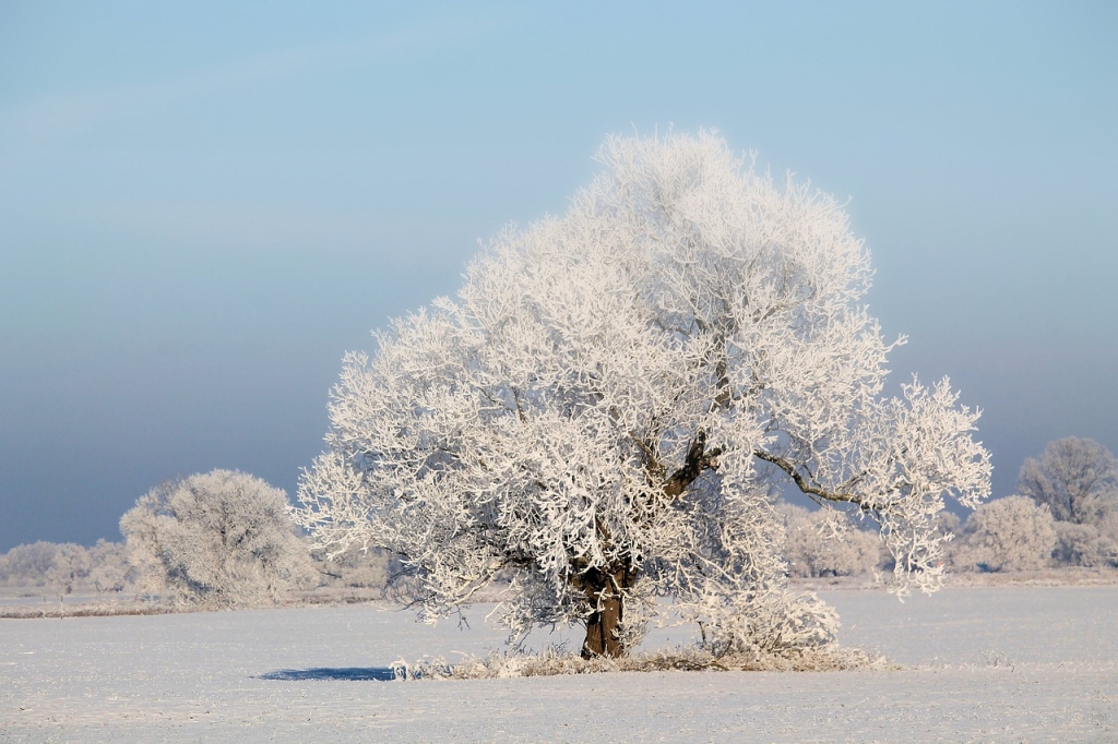 Winterlandschaft Baum im Schnee