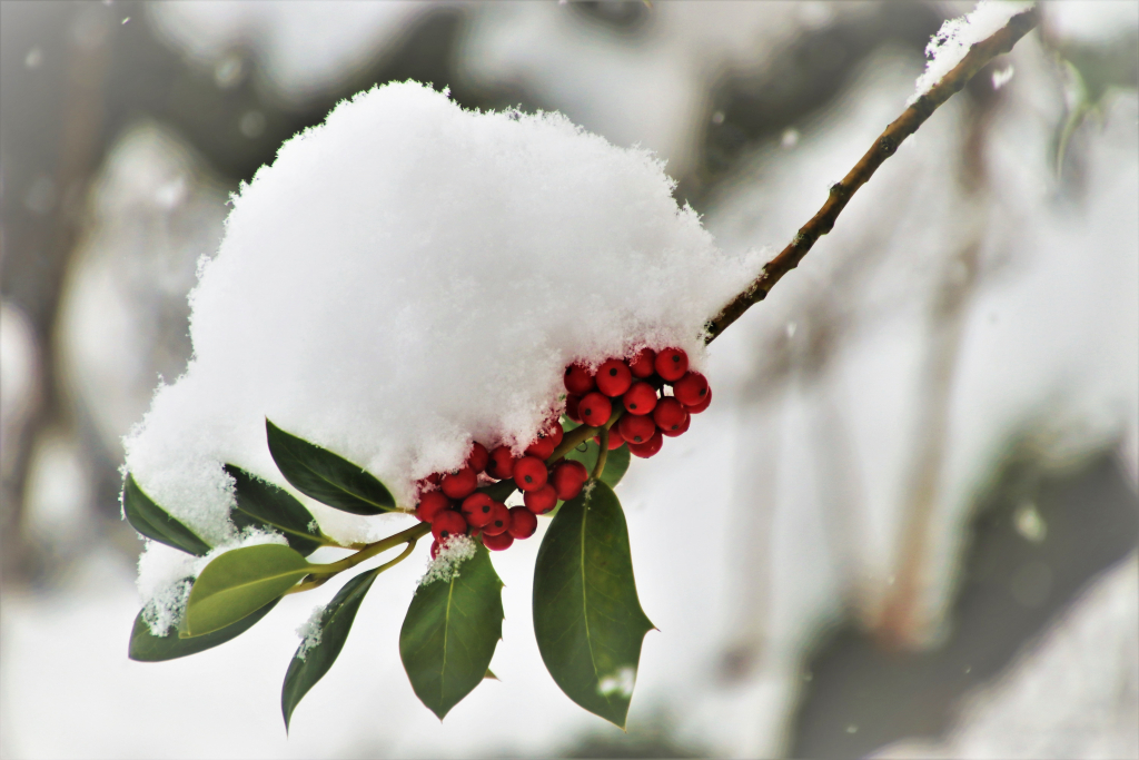 Winterfoto Rote Beeren mit Schneehaube